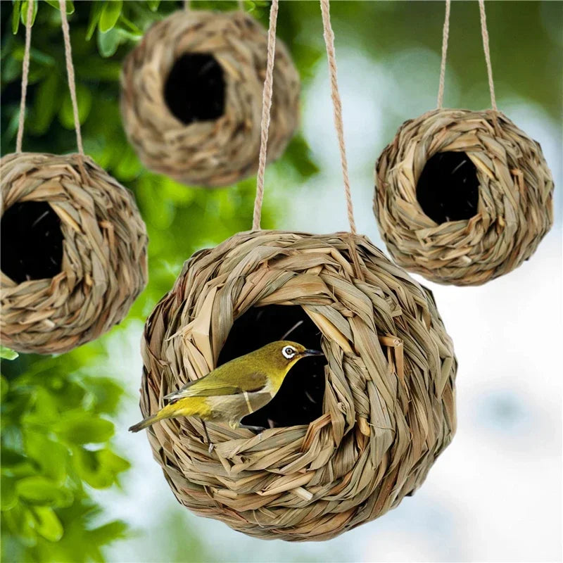 New Birds Nest